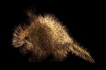 Female North American porcupine (Erethizon dorsatum couesi) portrait, Southwest Wildlife Conservation Center. Captive.