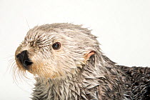 Southern sea otter (Enhydra lutris nereis)  aged 19 tears, head portrait, Aquarium of the Pacific, California. Endangered. Captive.