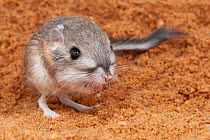 Merriam's kangaroo rat (Dipodomys merriami) Plzen Zoo. Captive.