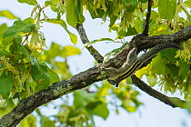 Cambodian striped squirrel (Tamiops rodolphii) climbing in treetops, Cambodia.