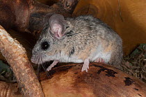 Cactus mouse (Peromyscus eremicus) portrait,  Mexico. Captive.