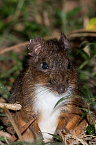Eastern red forest rat (Nesomys rufus) portrait, Ranomafana National Park, Madagascar.