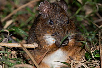 Eastern red forest rat (Nesomys rufus) feeding, Ranomafana National Park, Madagascar.