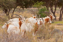 Scimitar oryx (Oryx dammah) small herd in grassland, Bou Hedma National Park, Sfax, Tunisia.
