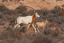 Female Scimitar oryx (Oryx dammah) with calf, walking through desert scrub, Oued Dekouk Nature Reserve, Tataouine, Tunisia.