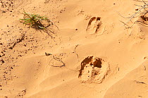 Scimitar oryx (Oryx dammah) tracks in sand, Sidi Toui National Park, Ben Gardane, Tunisia.