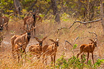 Roan antelope (Hippotragus equinus) herd walking through grassland, Fathala Reserve, Kaolack, Senegal. Captive.