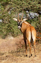 Roan antelope (Hippotragus equinus) portrait, Bandia Reserve, Mbour, Senegal. Captive.