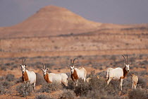 Scimitar oryx (Oryx dammah) herd in desert, Oued Dekouk Nature Reserve, Tataouine, Tunisia.