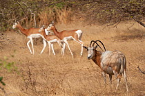 Scimitar oryx (Oryx dammah) with Mhorr gazelle (Gazella dama mhorr) behind, Guembeul Natural Reserve, St Louis, Senegal.