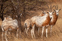 Scimitar oryx (Oryx dammah) herd in grassland, Guembeul Natural Reserve, St Louis, Senegal.