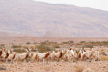 Scimitar oryx (Oryx dammah) herd in rocky desert, Degoumes Reserve,Tozeur, Tunisia.