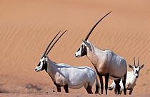 Three Arabian oryx (Oryx leucoryx) in the desert, Dubai, UAE. Captive.