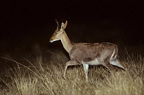 Mountain reedbuck (Redunca fulvorufula) walking through tall grass at night, South Africa.
