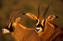 Two Roan antelopes (Hippotragus equinus) head portrait, South Africa.