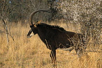 Giant sable antelope (Hippotragus niger variani) standing in grassland, Sable Ranch, South Africa. Captive.