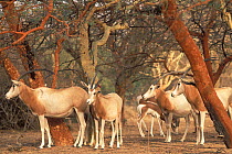 Scimitar oryx (Oryx dammah) herd standing under trees, Senegal. Captive.