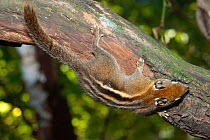 Asiatic striped squirrel (Tamiops swinhoei) scampering along a tree branch, Magdeburg Zoo. Captive.