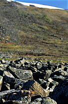 Long-tailed souslik (Spermophilus undulatus) perched on rocks, Russia.