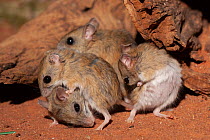 Four Spinifex hopping mice (Notomys alexis) infants, playing, Adelaide Zoo. Captive.