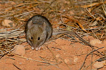 House mouse (Mus musculus) feeding, Nullarbor, Western Australia.
