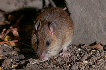 Bush rat (Rattus fuscipes) at night, portrait, Kingfisher Park, Julatten, Queensland, Australia.