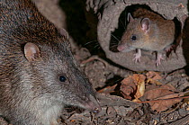 Two Bush rats (Rattus fuscipes) at night, Kingfisher Park, Julatten, Queensland, Australia.
