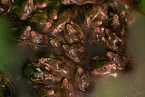 Swarm of House mice (Mus musculus) drowning in water, Eyre Bird Observatory, Nullarbor, Western Australia.