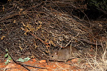 Greater stick-nest rat (Leporillus conditor) outside its large nest constructed of interwoven sticks at night, Desert Park, Alice Springs, Australia. Vulnerable. Captive.