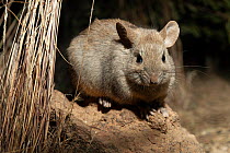 Greater stick-nest rat (Leporillus conditor) ?portrait, Desert Park, Alice Springs, Australia. Vulnerable. Captive.