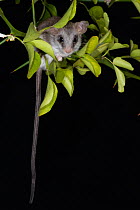 Tree rat (Thallomys sp.) sitting on branch looking down, Praha Zoo. Captive.