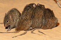 Four Nile rats / Kusu rats (Arvicanthis niloticus) huddling together, Sharjah Desert Park, UAE. Captive.