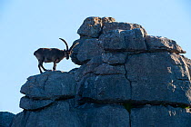 Spanish ibex (Capra pyrenaica) standing on rock outcrop, Parque Natural El Torcal,Malaga, Spain.