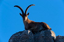 Spanish ibex (Capra pyrenaica) resting on rocks against blue sky, Parque Natural El Torcal,Malaga, Spain.