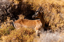 Agrimi / Cretan wild goat (Capra aegagrus creticus) standing in dry bushland, Samaria Gorge National Park, Chania, Crete.