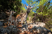 Three Agrimis / Cretan wild goats (Capra aegagrus creticus) walking down rocky gully, Samaria Gorge National Park, Chania, Crete.