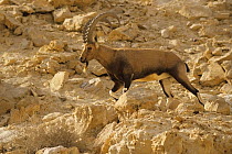 Nubian ibex (Capra nubiana) male walking over rocky hillside, Middle East.