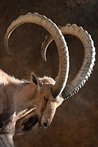 Nubian ibex (Capra nubiana) head portrait, Los Angeles Zoo, California. Captive.