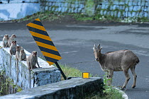Nilgiri tahr (Nilgiritragus hylocrius) standing on a road with Macaques (Macaca sp.) sitting in a line on a wall, Tamil Nadu, India. Endangered.