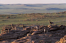 Herd of Mongolian argali (Ovis ammon darwini) standing on rocky outcrop on the plains, Mongolia.