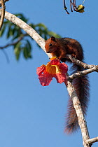 Ochre bush squirrel (Paraxerus ochraceus) perched high up on a branch holding a flower, Diana beach, Mombasa, Kenya.