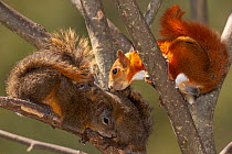 Three Tropical red squirrels (Sciurus granatensis) showing variations in coat colour, perched in a tree,  Jaime Duque Park, Bogota Cundinamarca, Colombia.