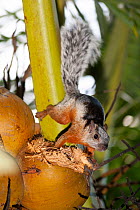 Variegated squirrel (Sciurus variegatoides) feeding from coconut, Refuge Las Pumas, Guanacaste, Costa Rica.