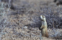 Gunnison's prairie dog (Cynomys gunnisoni) standing upright on hind legs, Colorado, USA.