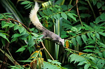 Finlayson's squirrel / Variable squirrel (Callosciurus finlaysonii bocourti) scampering along a branch. Captive.