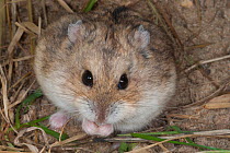 Campbell's dwarf hamster (Phodopus campbelli) eating, portrait, China. Captive.