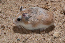 Desert hamster (Phodopus roborovskii) portrait, Mongolia. Captive.