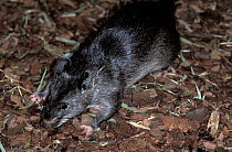 Forest giant pouched rat (Cricetomys emini) foraging in leaf litter, Africa. Captive.