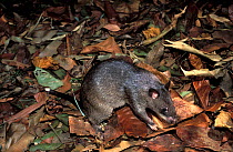 Gambian rat / Giant pouched rat (Cricetomys gambianus) foraging in leaf litter, Africa. Captive.