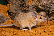 Arabian spiny mouse (Acomys dimidiatus) portrait, Plzen Zoo. Captive.